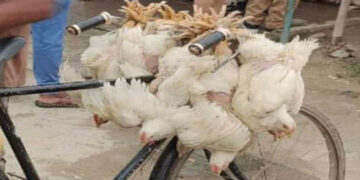 अवैध भारतीय कुखुराले बजार कब्जा गर्दा नियामक निकाय किन मौन ?