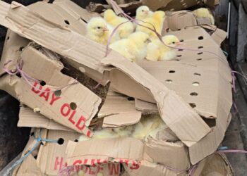 खुला सीमाको छायाँमा बढ्दो जोखिम : बाँकेमा बर्डफ्लुको त्रास