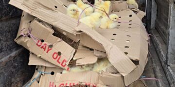 खुला सीमाको छायाँमा बढ्दो जोखिम : बाँकेमा बर्डफ्लुको त्रास