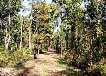 बाँकेका वन क्षेत्रमा डढेलो रोक्न विशेष अभियान सुरु