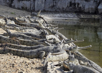 घाम ताप्दै घडियाल