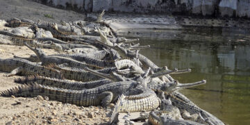 घाम ताप्दै घडियाल