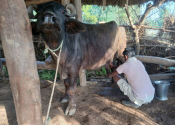 दूधले चिनिएको हल्कारापुर्वा : परम्परा र आत्मनिर्भरताको उदाहरण, तर सरकारी पहुँच अझै टाढा