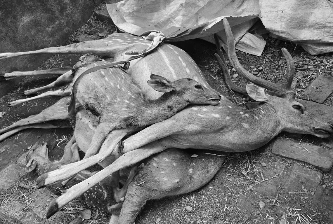 कुकुरले मारे महेन्द्र पार्कमा रहेको चिडियाखानाका चार चित्तल हेरचाहामा हेलचक्र्याई गर्ने कर्मचारी र ठेकेदारलाई कारवाहीको माग