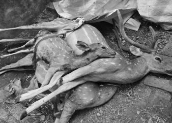 कुकुरले मारे महेन्द्र पार्कमा रहेको चिडियाखानाका चार चित्तल हेरचाहामा हेलचक्र्याई गर्ने कर्मचारी र ठेकेदारलाई कारवाहीको माग