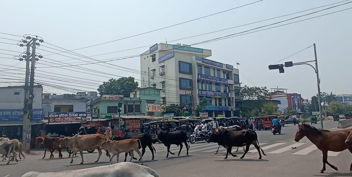 नेपालगञ्जमा सडक सुरक्षा लक्षित पशु नियन्त्रण, ४३ चौपाया कान्जी हाउसमा