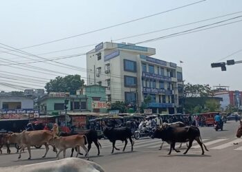 नेपालगञ्जमा सडक सुरक्षा लक्षित पशु नियन्त्रण, ४३ चौपाया कान्जी हाउसमा