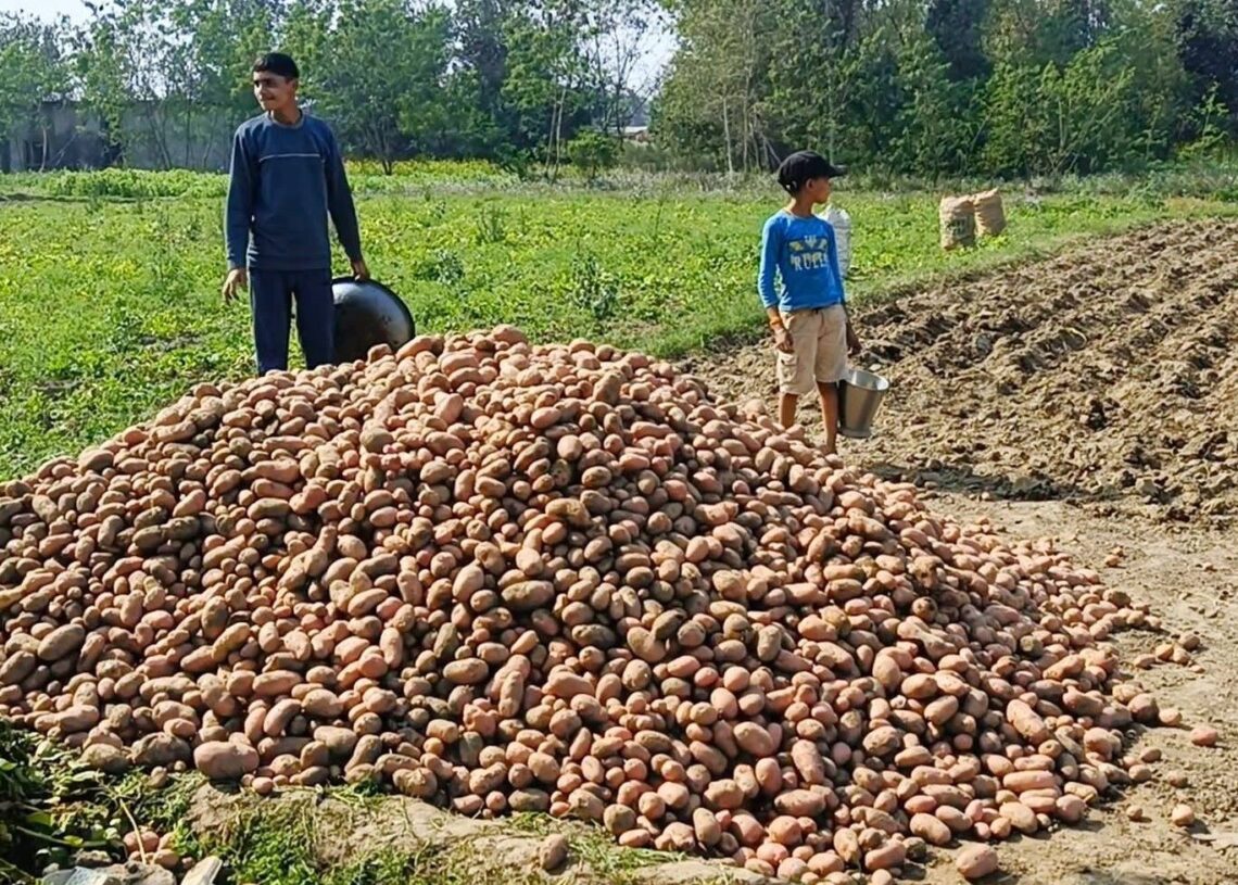 बाँकेमा किसान मौर्यद्वारा ८०० क्विन्टल आलु बिउ उत्पादन