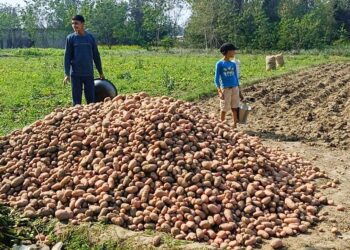 बाँकेमा किसान मौर्यद्वारा ८०० क्विन्टल आलु बिउ उत्पादन