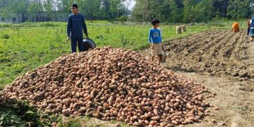 बाँकेमा किसान मौर्यद्वारा ८०० क्विन्टल आलु बिउ उत्पादन