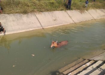 नहरमा फँस्दै वन्यजन्तु : उद्धार पनि, चोरी सिकारी पनि बढ्दो