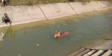 नहरमा फँस्दै वन्यजन्तु : उद्धार पनि, चोरी सिकारी पनि बढ्दो