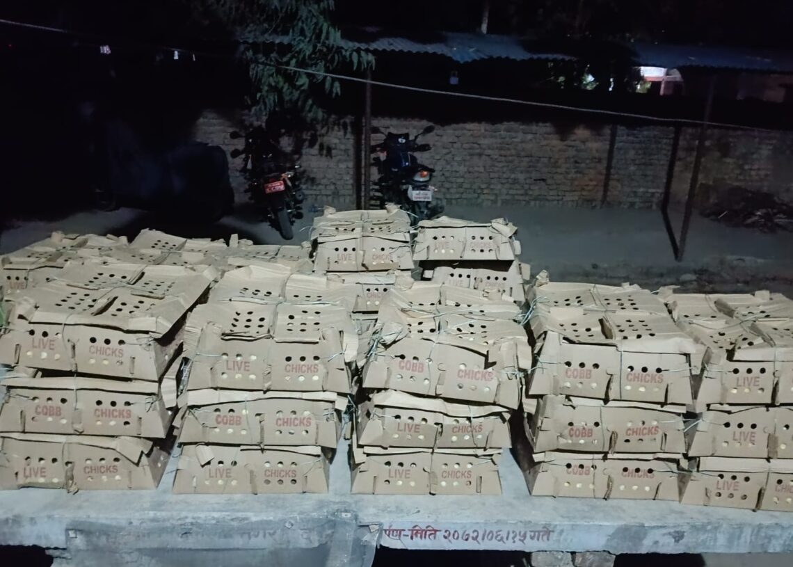 भन्सार छलीका तीन हजार बोइलर चल्ला बरामद