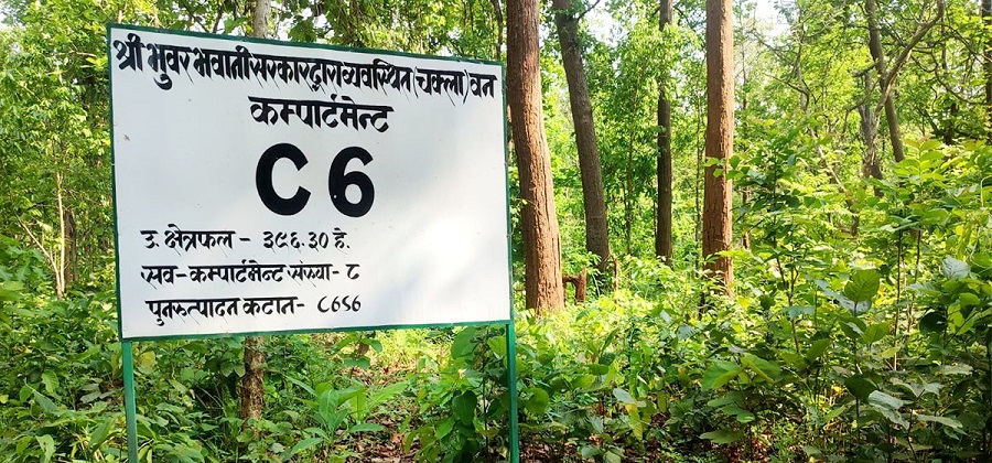 बाँकेमा थपिए दुई चक्ला वन, दिगो वन व्यवस्थापन विस्तार