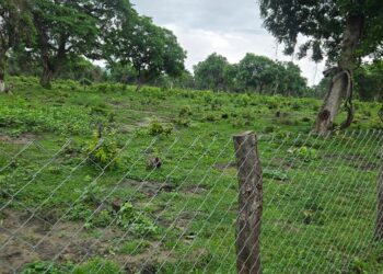 बाँकेमा नवरोपित बिरुवा जोगाउन २० किलोमिटरभन्दा बढी क्षेत्रमा तारजाली घेराबार