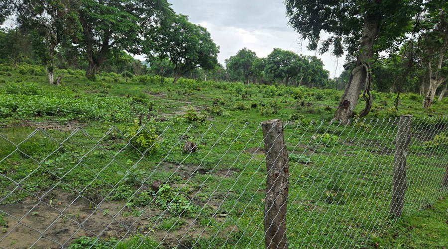 बाँकेमा नवरोपित बिरुवा जोगाउन २० किलोमिटरभन्दा बढी क्षेत्रमा तारजाली घेराबार