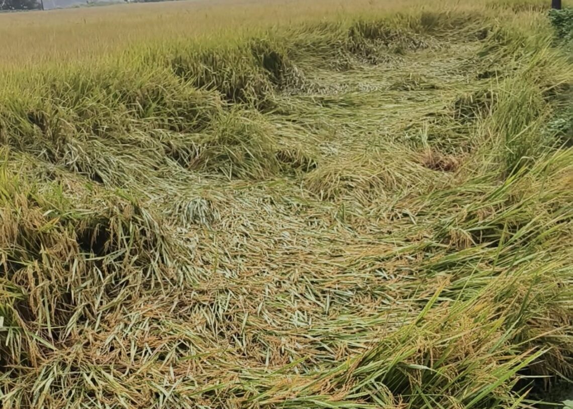 पाकेको धान खेतमै ढलेपछि बाँकेका किसान चिन्तित
