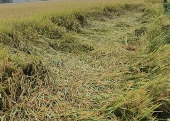 पाकेको धान खेतमै ढलेपछि बाँकेका किसान चिन्तित