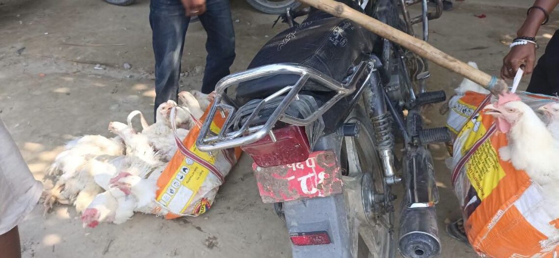 बाँकेमा अवैध कुखुरा तस्करी मौलायो, ‘सुरक्षाकर्मीको मिलेमतोबिना सम्भव छैन’ स्थानीयको आरोप