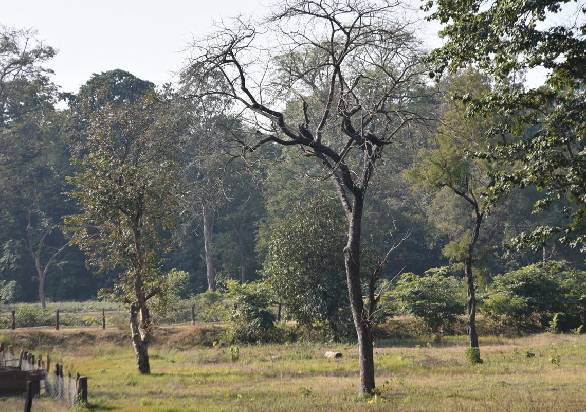 बाढीपीडितका नाममा बाँकेमा ६०८ हेक्टर वन अतिक्रमण