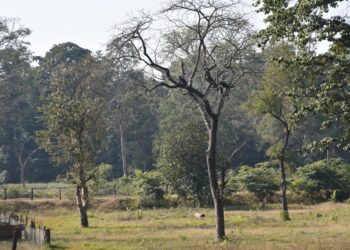 बाढीपीडितका नाममा बाँकेमा ६०८ हेक्टर वन अतिक्रमण