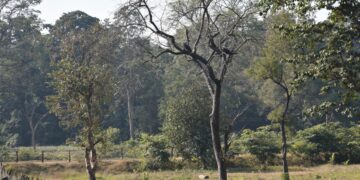 बाढीपीडितका नाममा बाँकेमा ६०८ हेक्टर वन अतिक्रमण