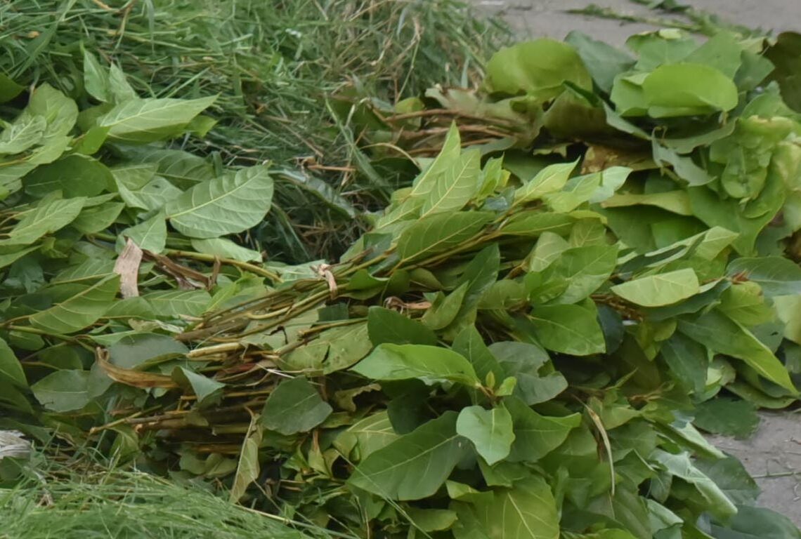 पात टिप्न जंगलमा डर, बेच्दा उचित मूल्य छैन