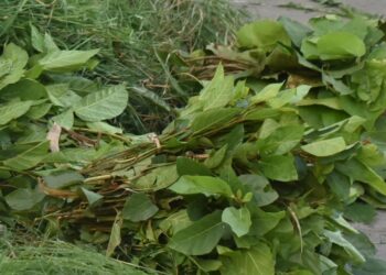 पात टिप्न जंगलमा डर, बेच्दा उचित मूल्य छैन
