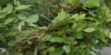 पात टिप्न जंगलमा डर, बेच्दा उचित मूल्य छैन