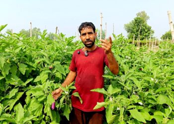 भन्सारमा कडाइपछि बाँकेका किसानलाई तरकारी खेतीमा उत्साह