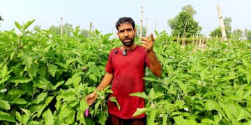 भन्सारमा कडाइपछि बाँकेका किसानलाई तरकारी खेतीमा उत्साह