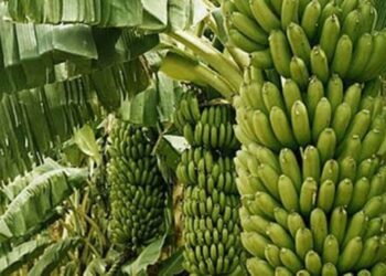 चाडपर्वमा केराले पायो राम्रो मूल्य, दाङका किसान उत्साहित