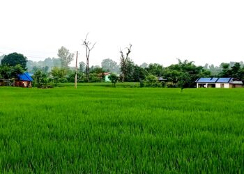 मल नपाउँदा बाँकेका किसान चिन्तित, धान उत्पादन घट्ने जोखिम