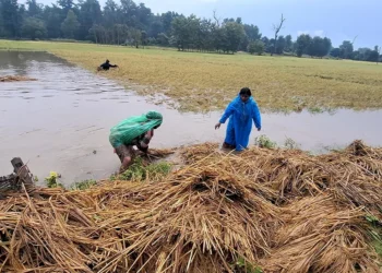 पाकेको धान र कोदो थन्क्याउने बेला वर्षा, ताप्लेजुङका किसान चिन्तित
