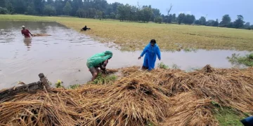 पाकेको धान र कोदो थन्क्याउने बेला वर्षा, ताप्लेजुङका किसान चिन्तित