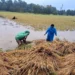 पाकेको धान र कोदो थन्क्याउने बेला वर्षा, ताप्लेजुङका किसान चिन्तित
