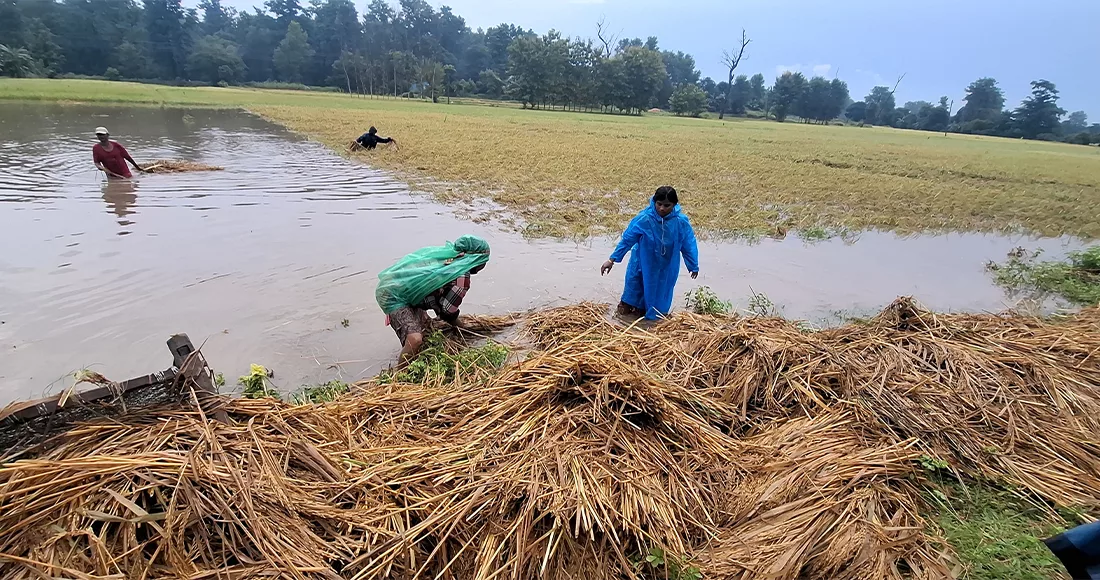 पाकेको धान र कोदो थन्क्याउने बेला वर्षा, ताप्लेजुङका किसान चिन्तित
