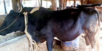 राप्तीसोनारीमा डेढ करोड लगानीको पशुपालन फर्म, दैनिक १२० लिटर दूध उत्पादन