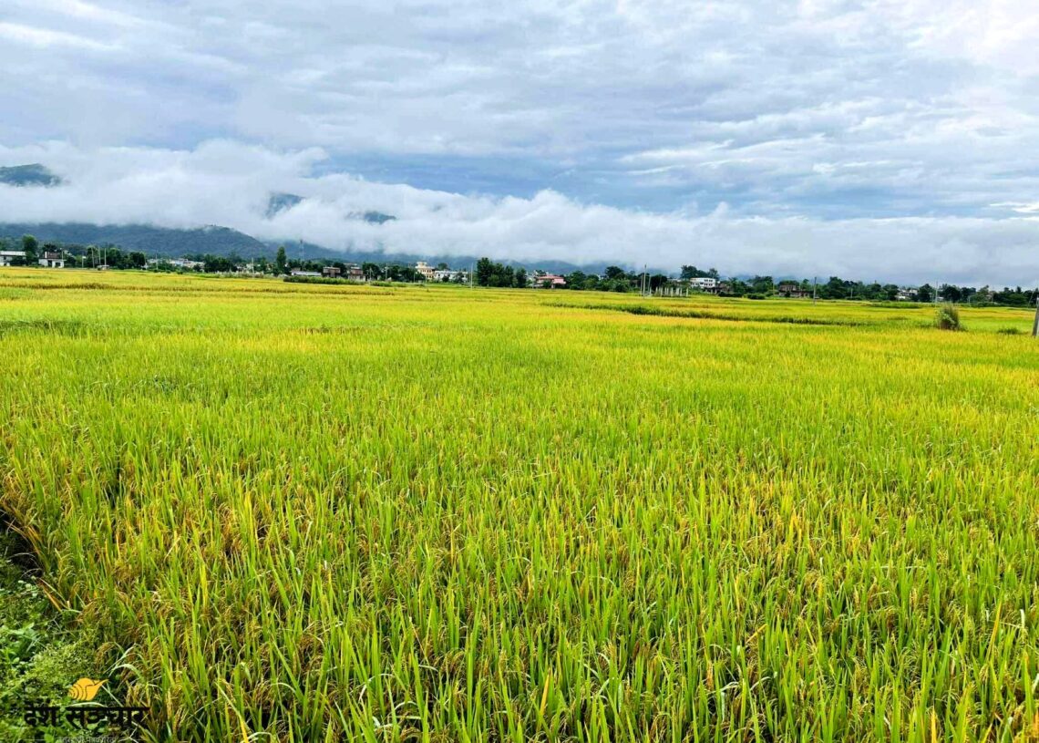बाँकेमा पाक्न लागेको धानमा रोगको संक्रमण, किसान चिन्तित