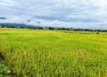 बाँकेमा पाक्न लागेको धानमा रोगको संक्रमण, किसान चिन्तित