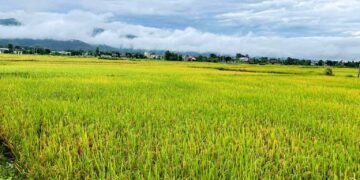 बाँकेमा पाक्न लागेको धानमा रोगको संक्रमण, किसान चिन्तित