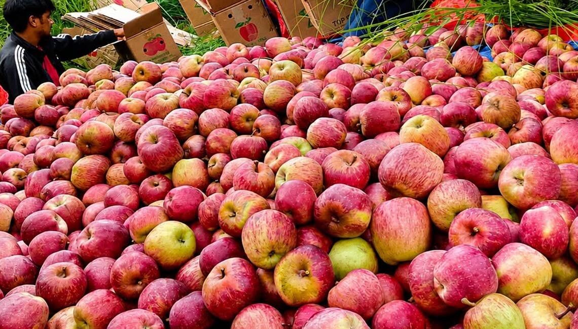 जुम्लाबाट ७ हजार ३३० मेट्रिक टन स्याउ निर्यात, ५५ करोडको कारोबार